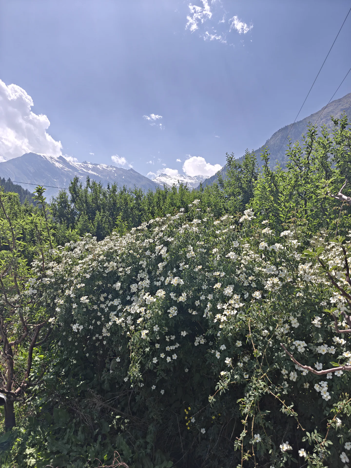 Flowers and orchard greenery with snow peaks beyond